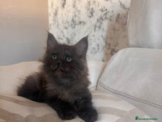 Maine Coon gatos - Anuncio 38