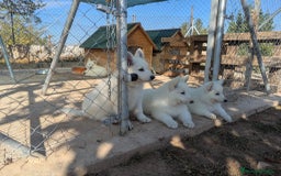 Pastor Blanco Suizo perros en venta: Cachorros de Pastor Blanco Suizo / 2 meses de edad - Imagen 13