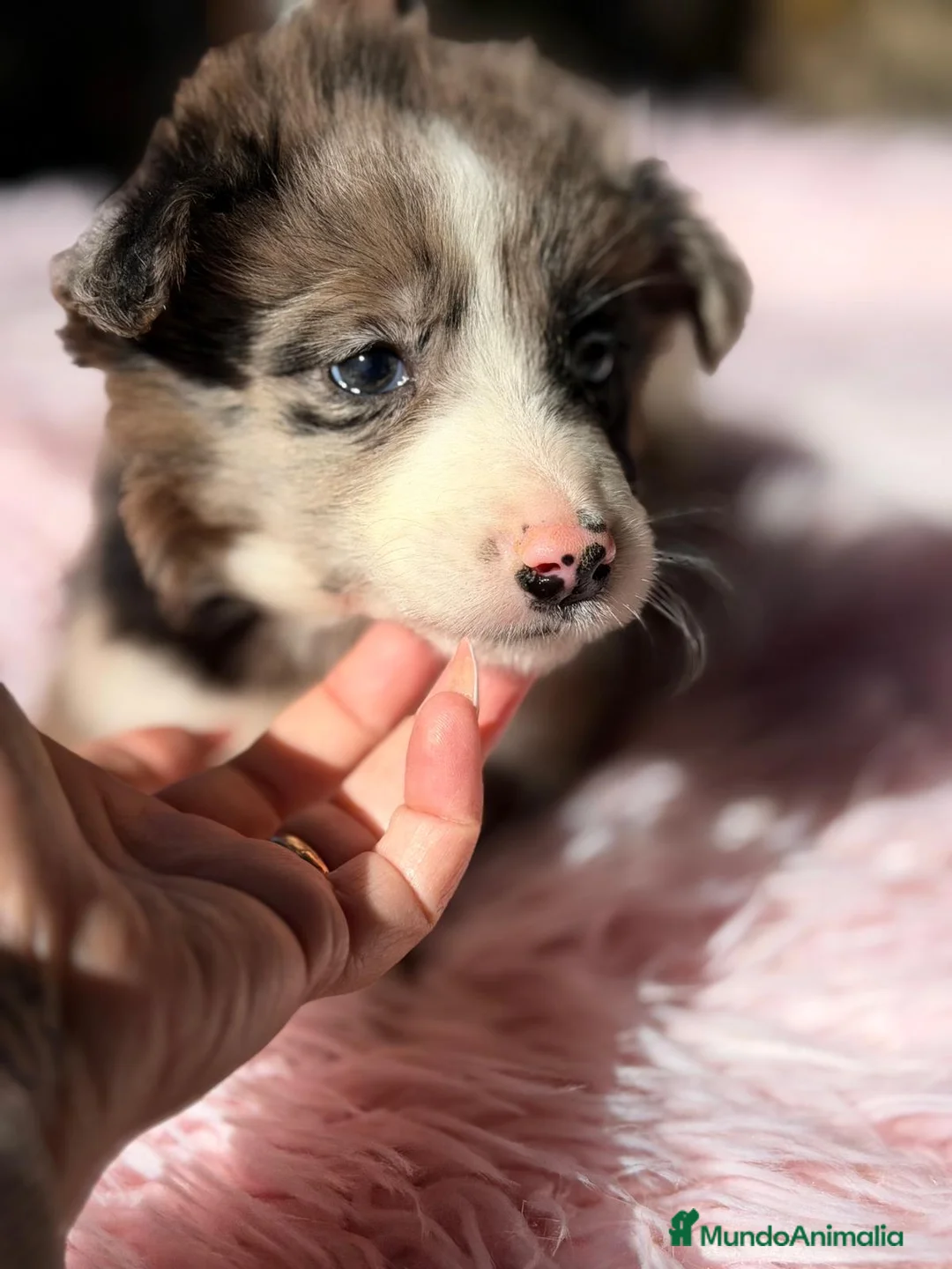 Border Collie perros en venta: BORDER COLLIE MERLÉ - Anuncio 2