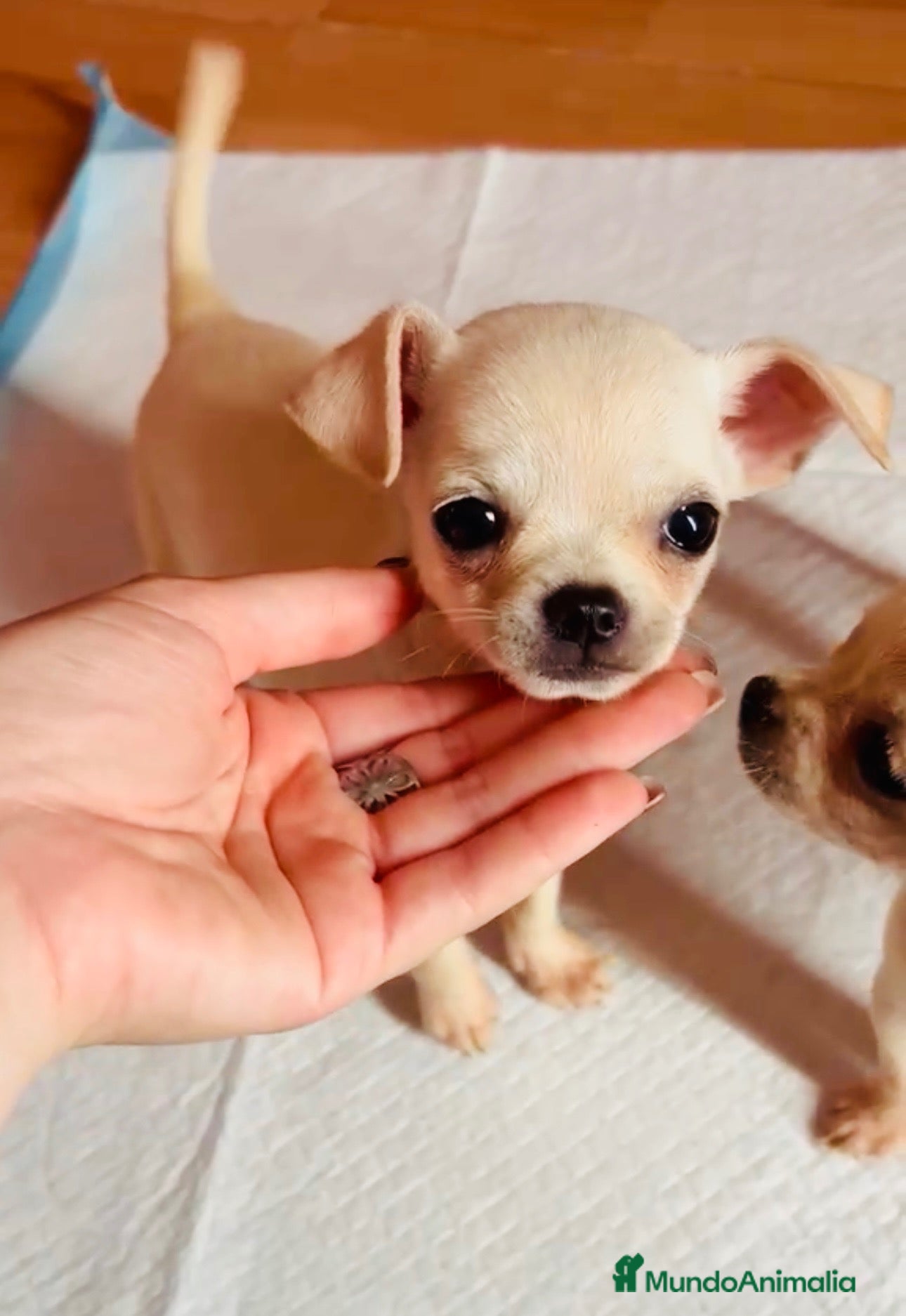 Chihuahua perros 🌹🤍 PRECIOSO CACHORRITO CHIHUAHUA 🤍🌹 - Anuncio 1