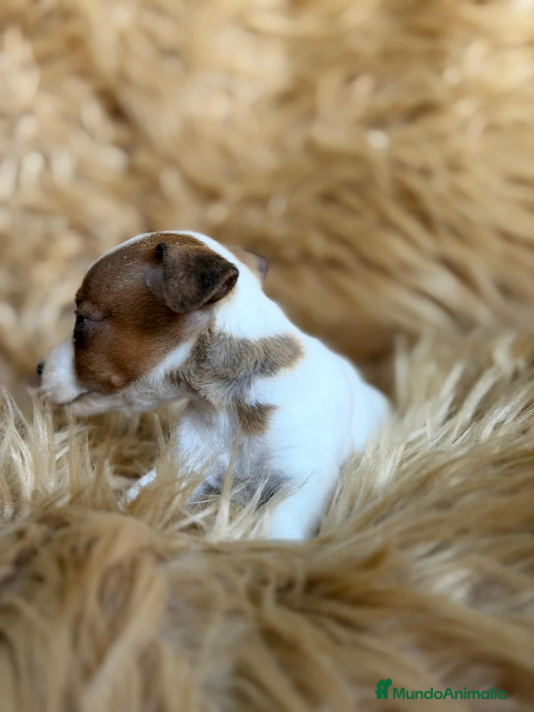 Jack Russell Terrier perros en venta: CAMADA JACK RUSSEL MACHOS - Anuncio 8