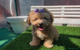 Maltipoo perros en venta: Maltipoo toy  - Imagen 3