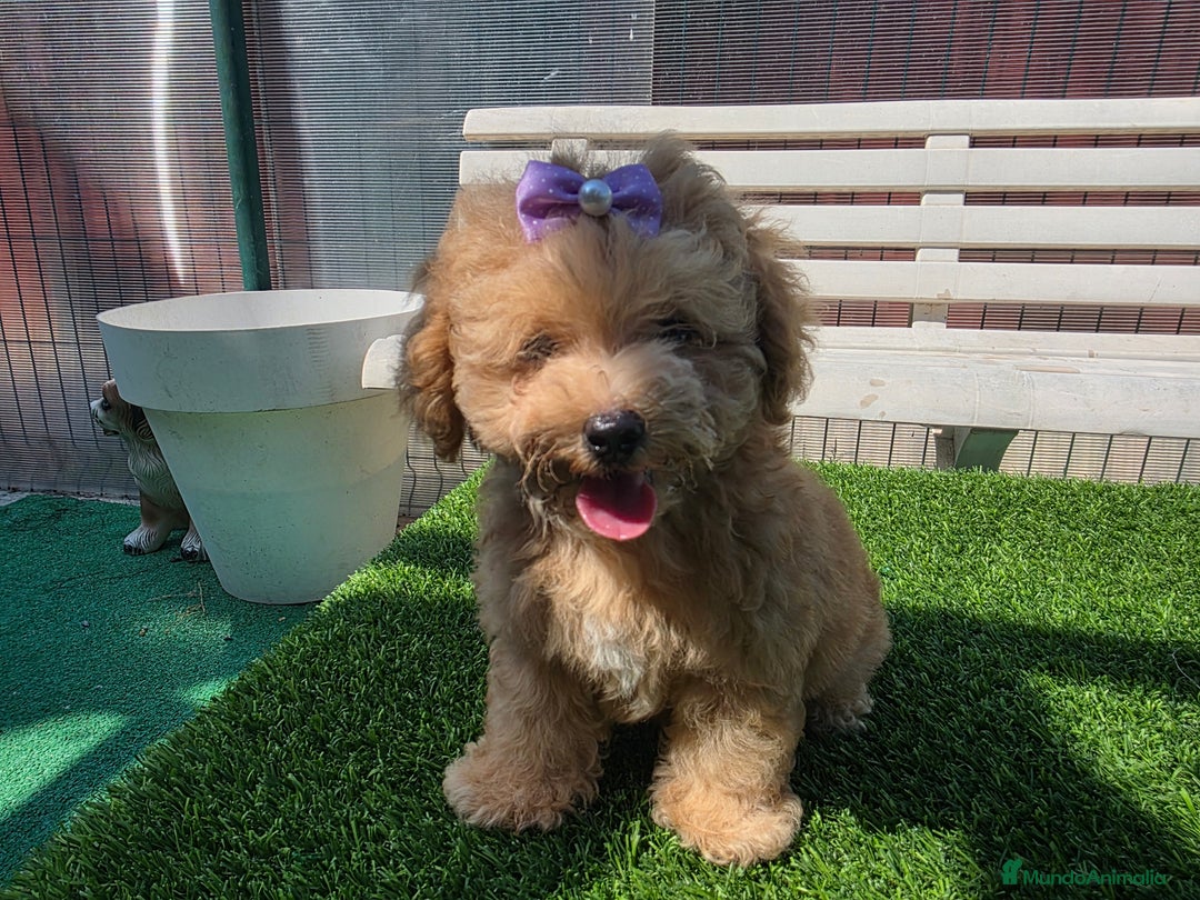 Maltipoo perros en venta: Maltipoo toy  - Imagen 3