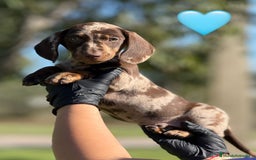 Teckel Miniatura perros en venta: TECKEL TECKEL TECKEL TECKEL TECKEL  - Imagen 1