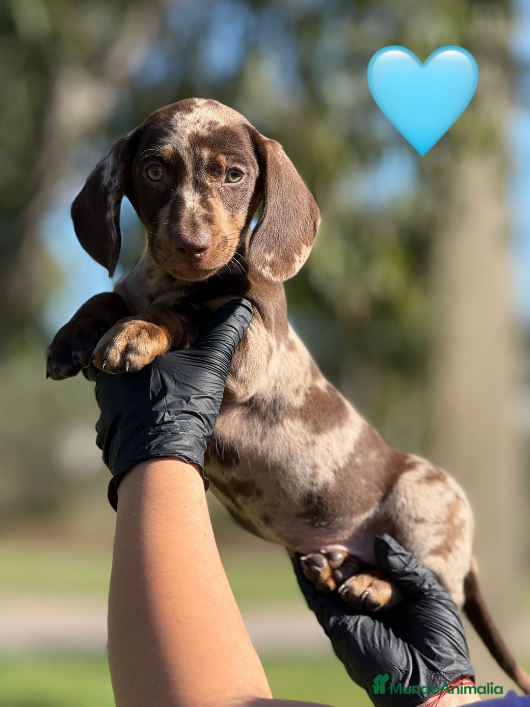 Teckel Miniatura perros en venta: TECKEL TECKEL TECKEL TECKEL TECKEL  - Imagen 1