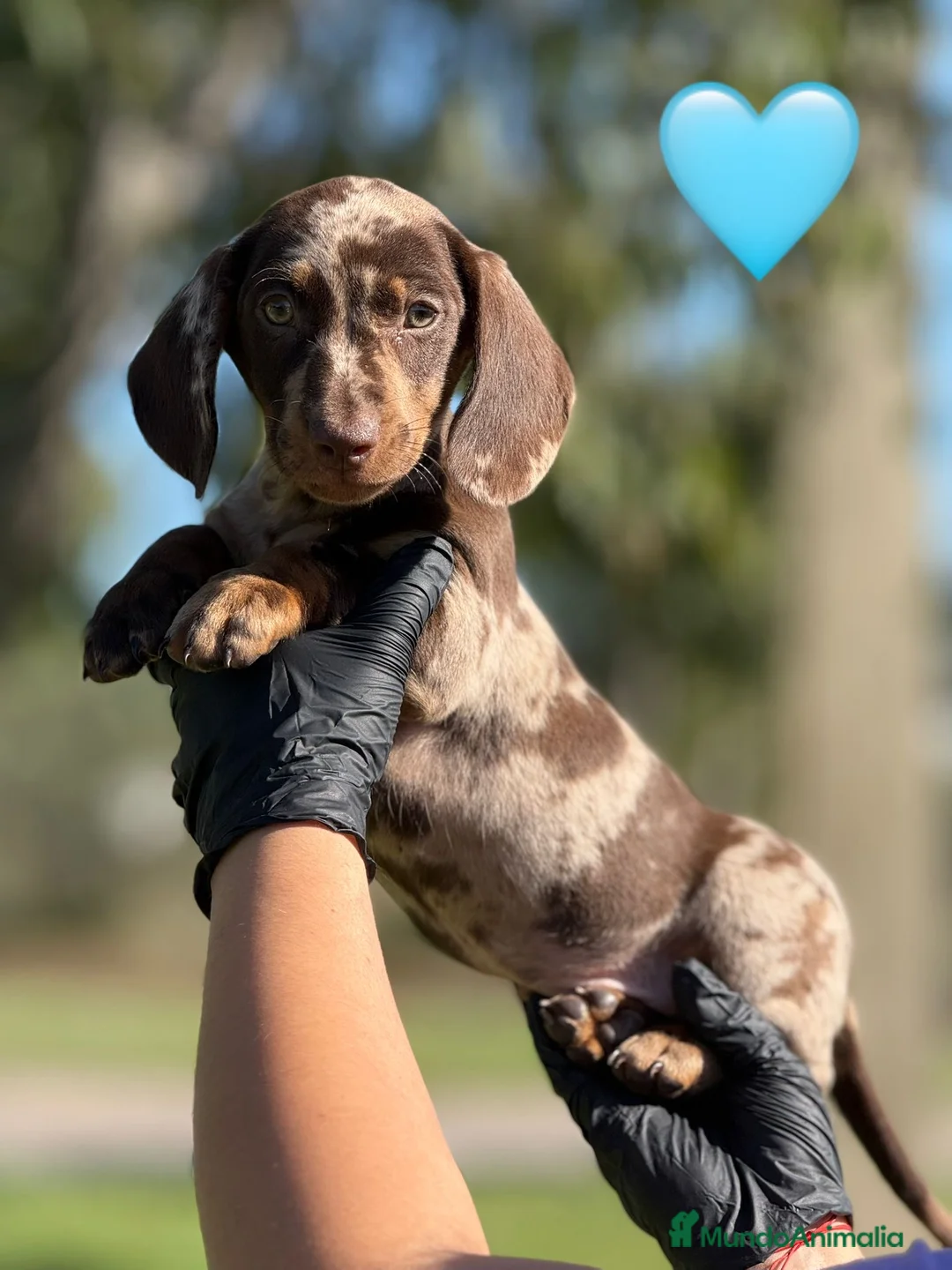 Teckel Miniatura perros en venta: TECKEL TECKEL TECKEL TECKEL TECKEL  - Anuncio 1