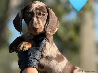 Teckel Miniatura perros TECKEL TECKEL TECKEL TECKEL TECKEL - Anuncio 1