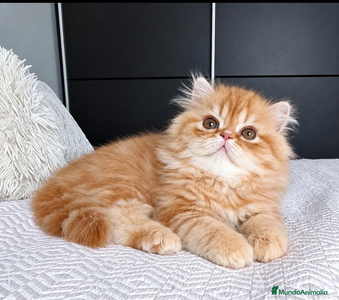 Persa gatos GATO PERSA ROJO - Anuncio 1