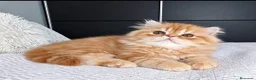 Persa gatos en venta: GATO PERSA ROJO - Anuncio 1