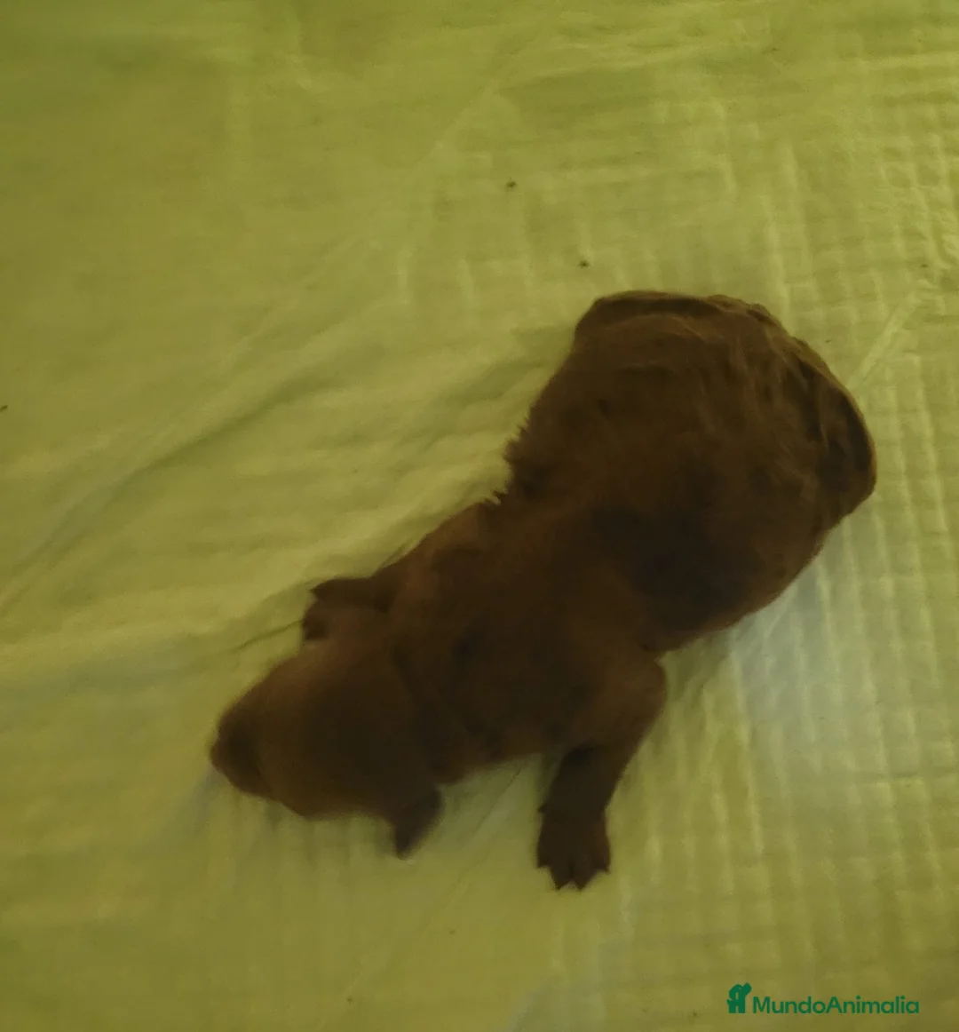 Caniche Toy perros en venta: Venta y compra de caniche toy y minitoy - Anuncio 2