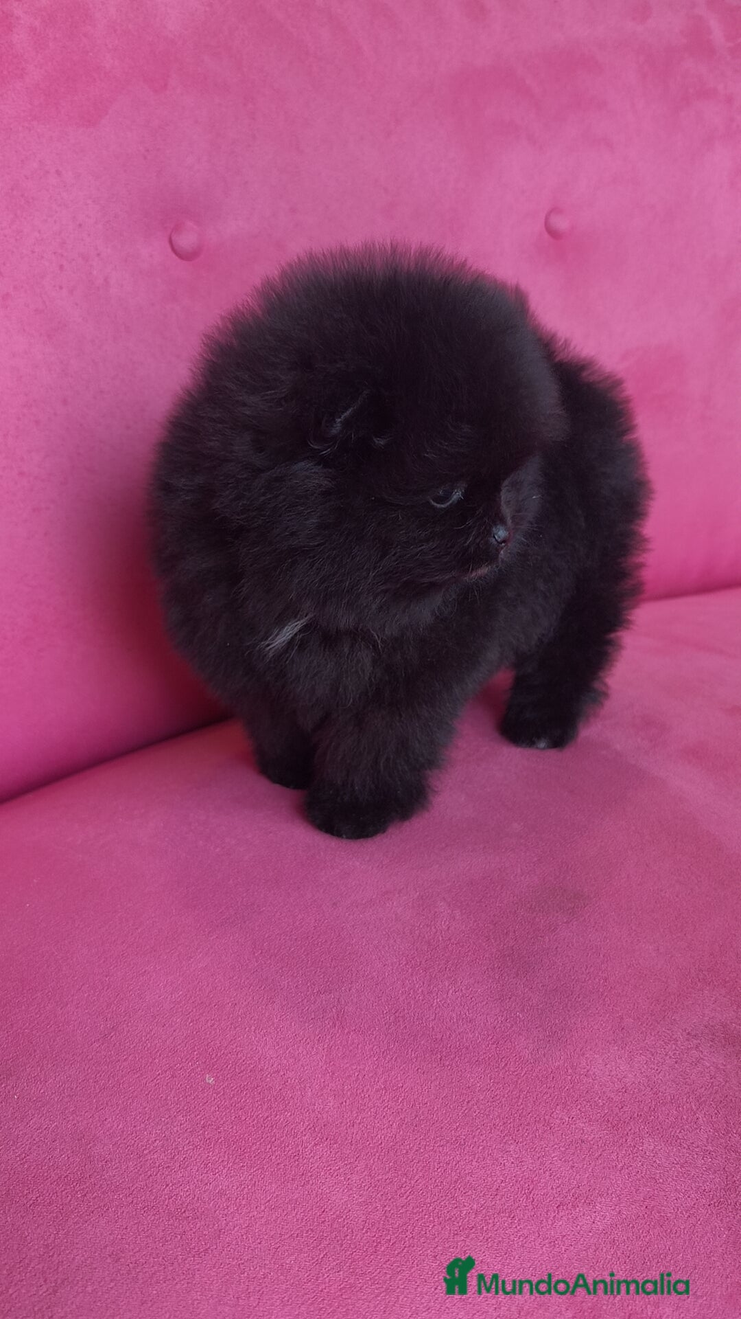 Pomerania perros en venta: Lulú Pomerania hembras  - Anuncio 11