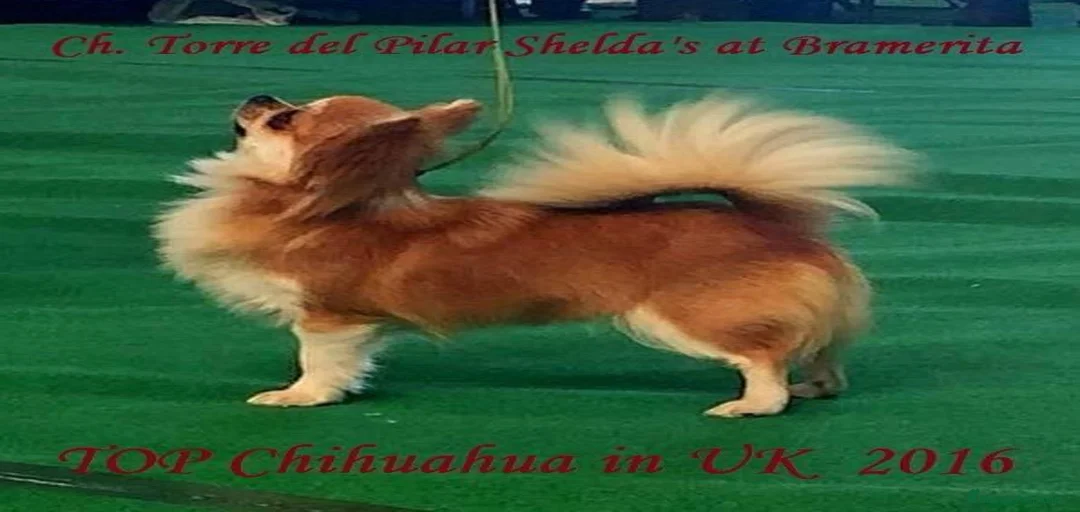 Imagen de galería {{count}}