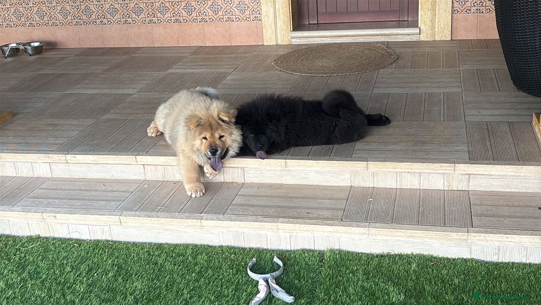 Chow Chow perros en venta: Última hembra de chow chow - Anuncio 5