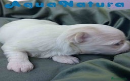 Bichón Maltés perros en venta:  Bichon Maltes Macho 3 AQUANATURA - Imagen 4