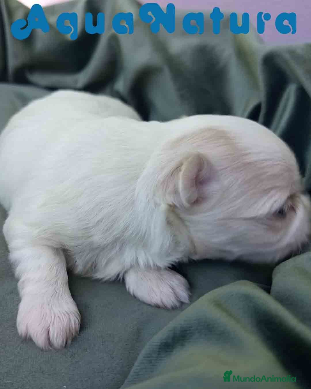 Bichón Maltés perros en venta:  Bichon Maltes Macho 3 AQUANATURA - Imagen 4