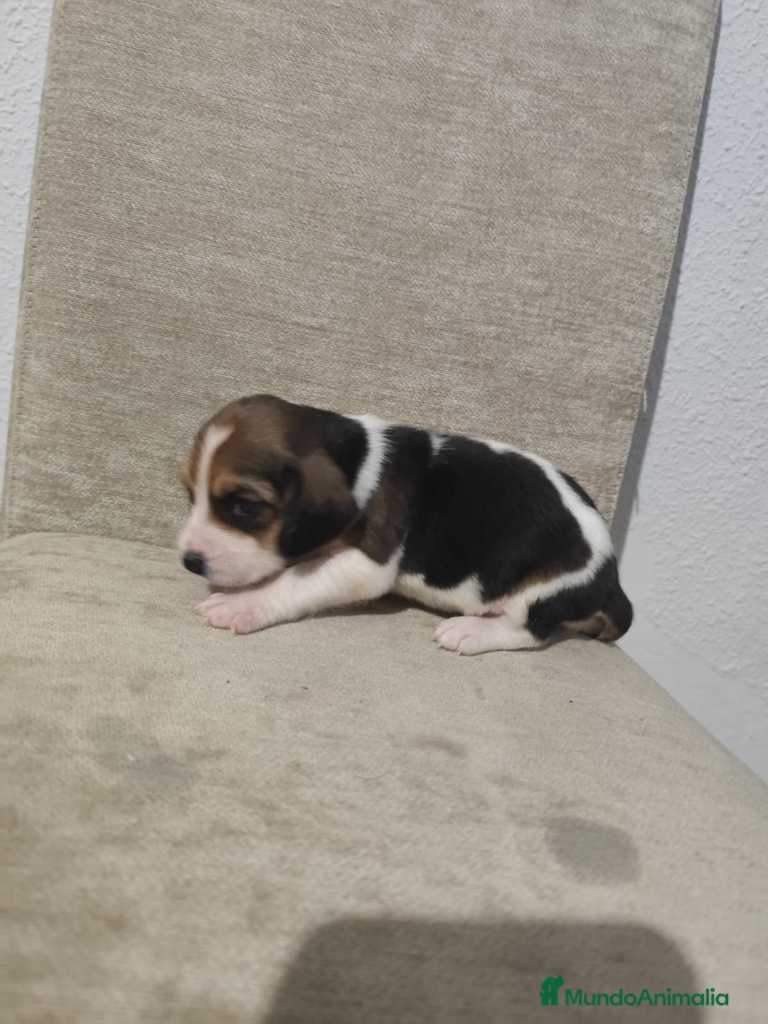 Beagle perros en venta: BEAGLES - Anuncio 14