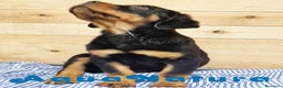Rottweiler perros en venta: Rottweiler Macho 1070 - AQUANATURA en Barcelona - Anuncio 4