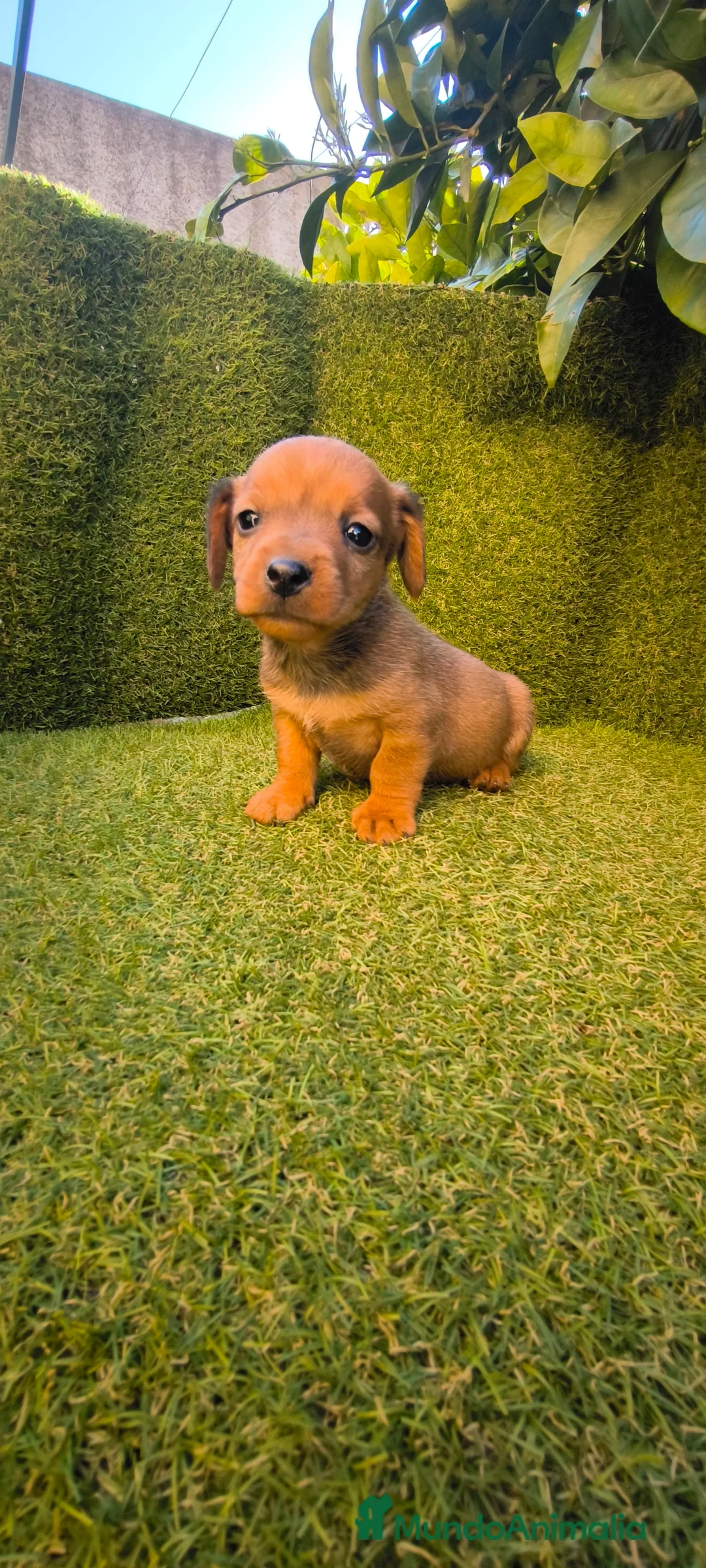 Teckel Miniatura perros en venta: camada teckel miniatura  - Anuncio 1