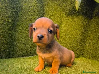 Teckel Miniatura perros camada teckel miniatura - Anuncio 1