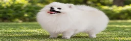 Pomerania perros en venta: Hembra y macho  cara de zorro  - Anuncio 7