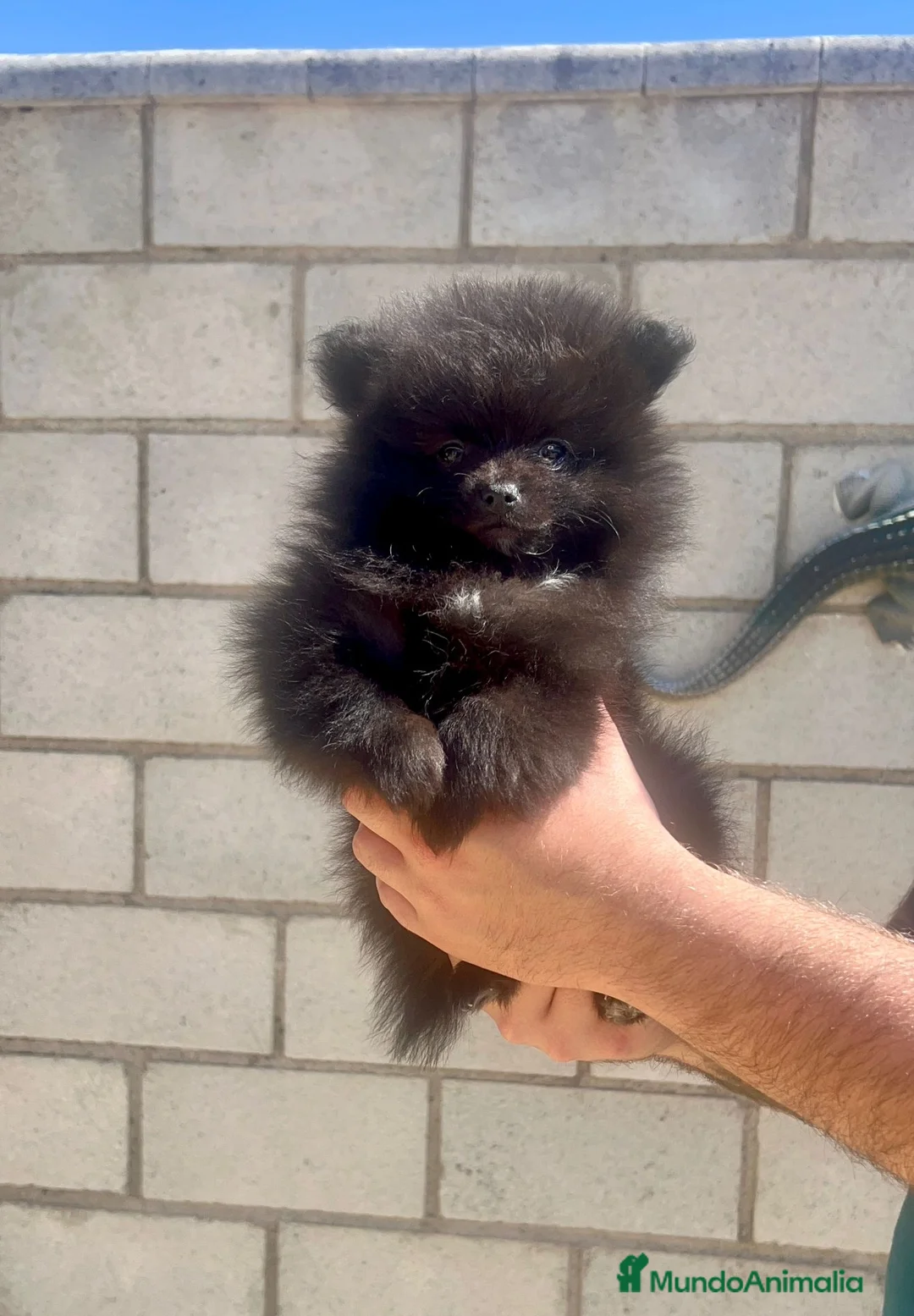 Pomerania perros en venta: Pomerañia mini - Anuncio 2