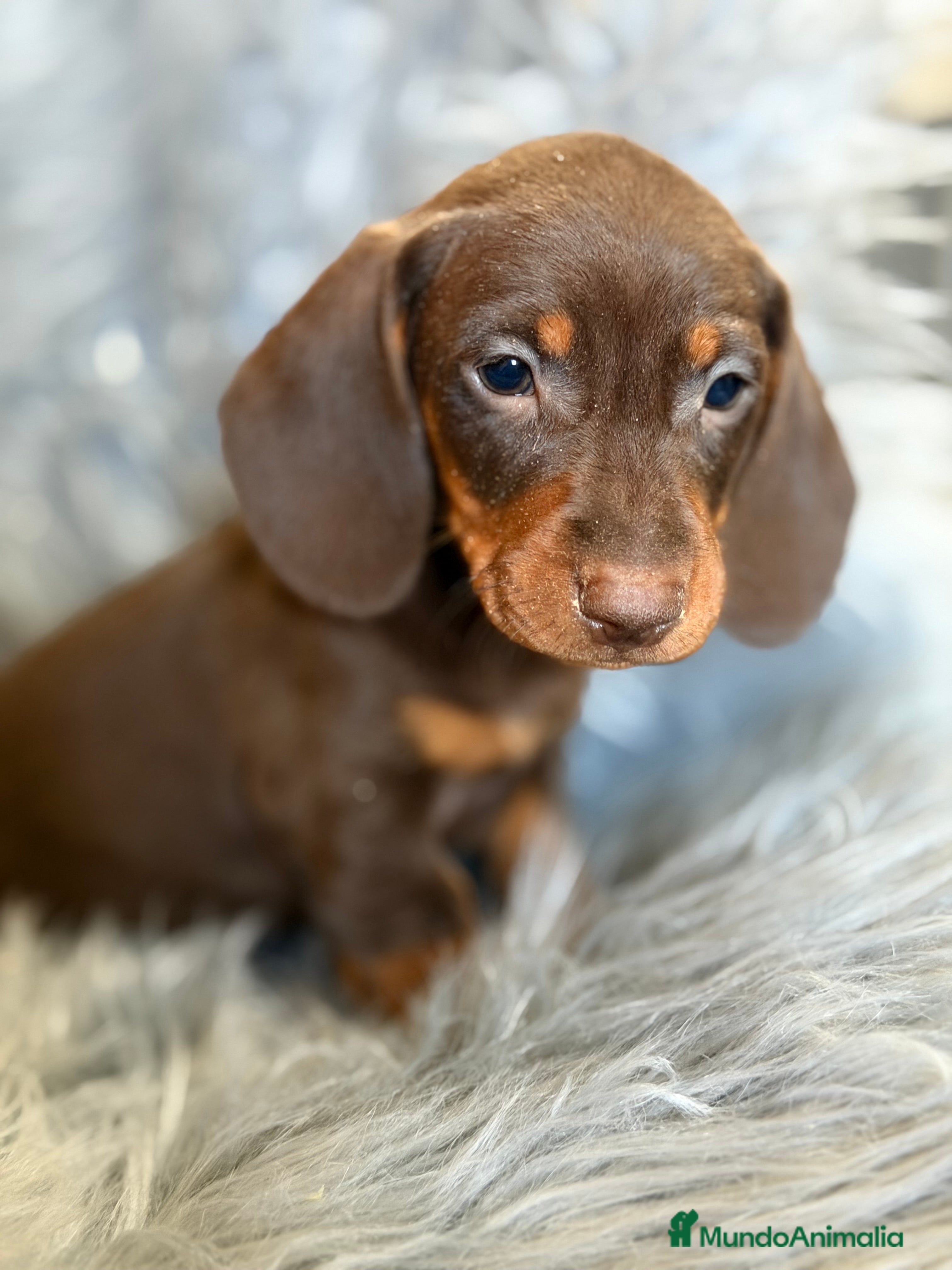 Teckel Miniatura perros Teckel mini Chocolate  - Anuncio 1
