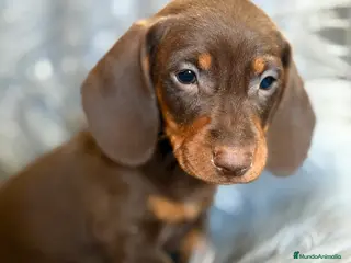 Teckel Miniatura perros Teckel mini Chocolate - Anuncio 1