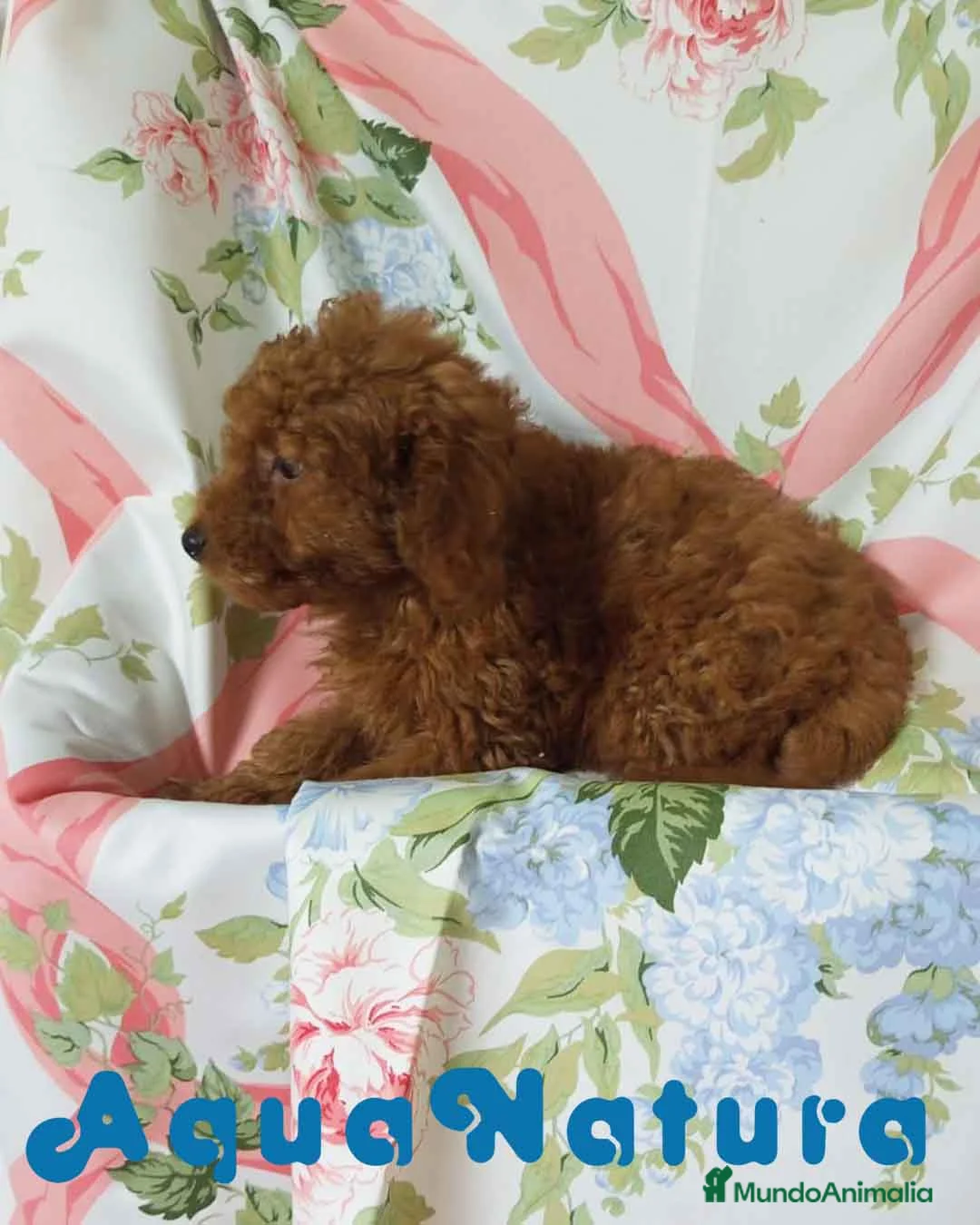 Caniche Toy perros en venta: Caniche Macho 7350 AQUANATURA en Barcelona - Anuncio 3