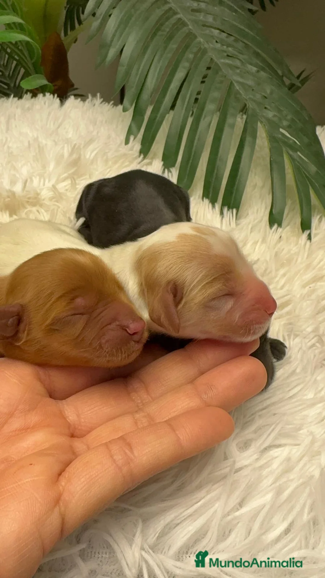 Cocker Spaniel Inglés perros en venta: COCKER SPANIEL INGLES - Anuncio 14