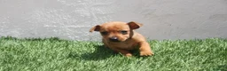Raza Mixta perros en venta: Minijack - Anuncio 26