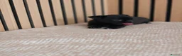 Chihuahua perros en venta: Chihuahua Toy machos disponibles  - Anuncio 7