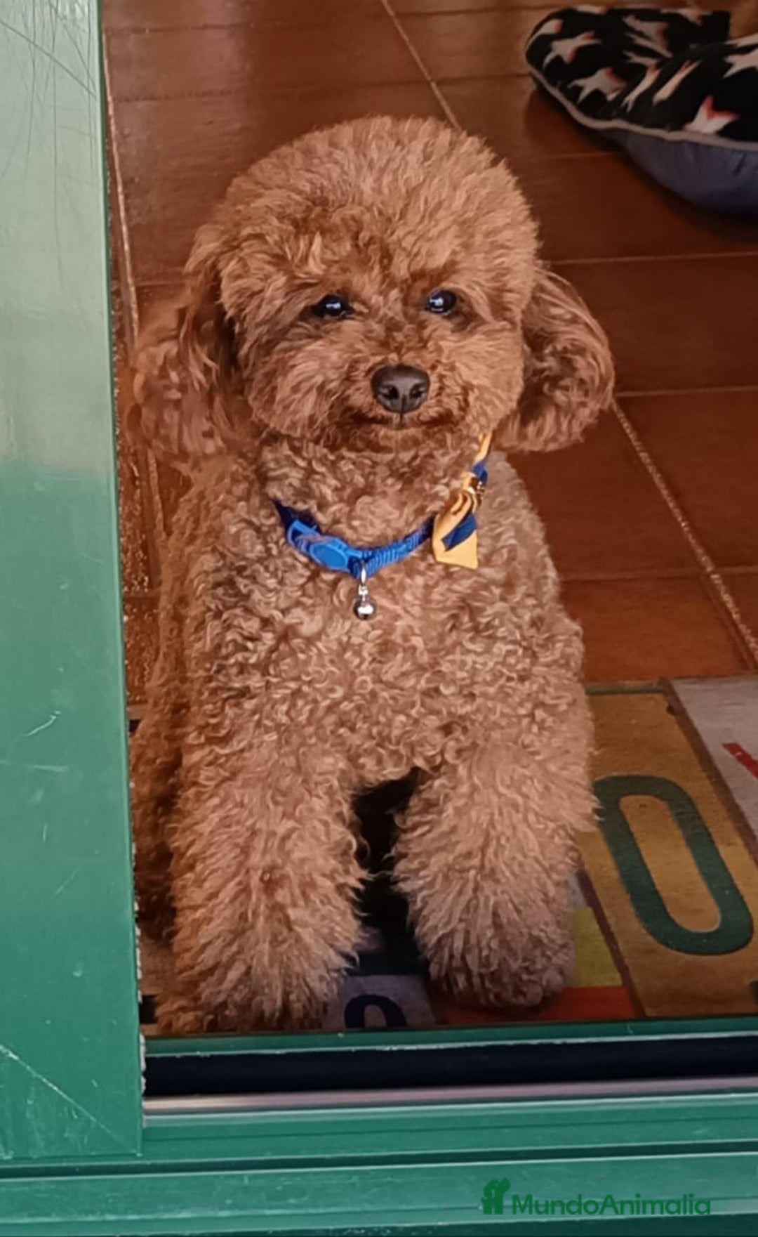 Labradoodle perros en venta: Labradoodle - Anuncio 6