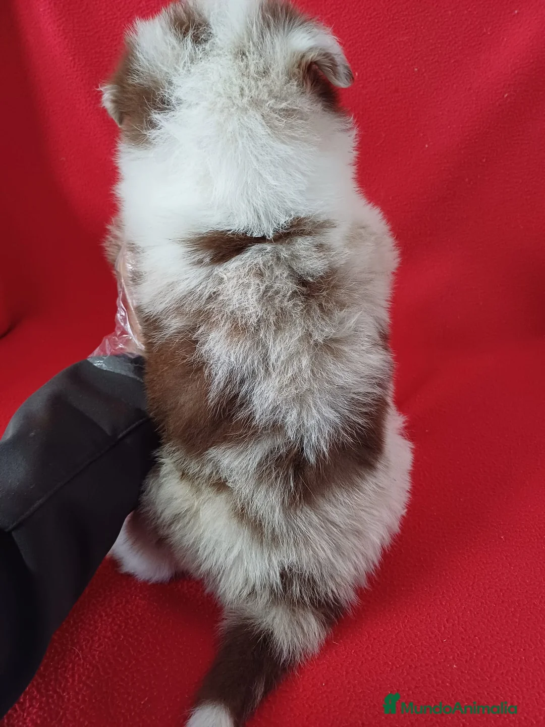 Border Collie perros en venta: Border Collie Merle  - Anuncio 3