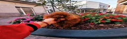 Maltipoo perros en venta: Maltipoo asiáticos de máxima calidad  - Anuncio 3