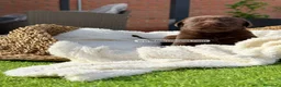 Labrador Retriever perros en venta: LABRADOR HEMBRA - Anuncio 5