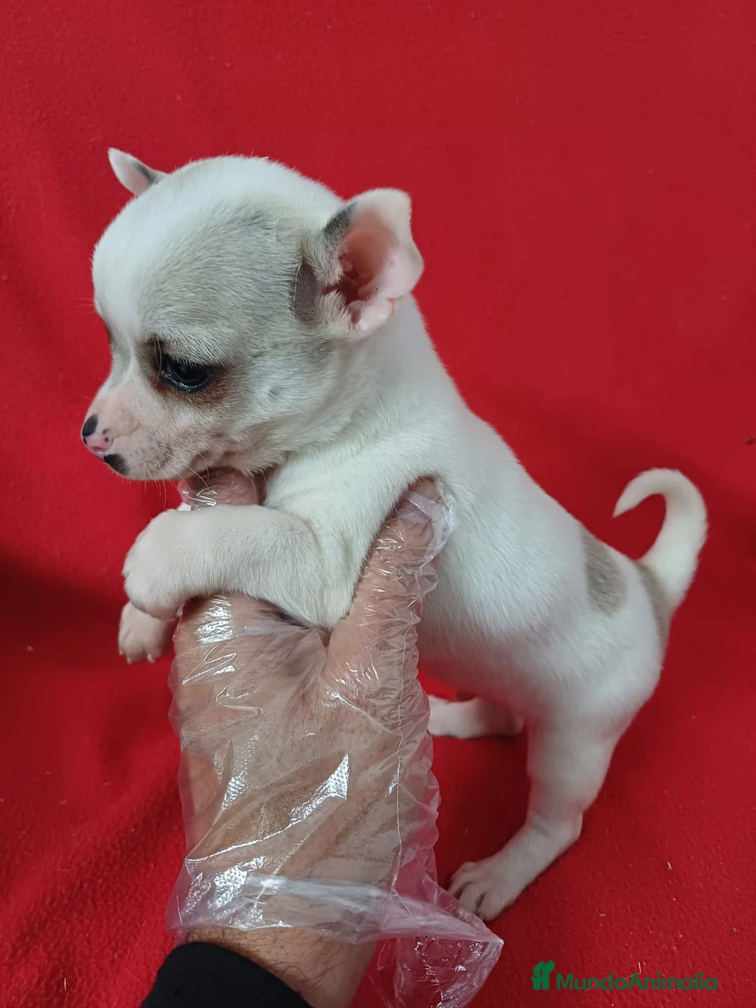 Chihuahua perros en venta: Chihuahua Mini  - Anuncio 2