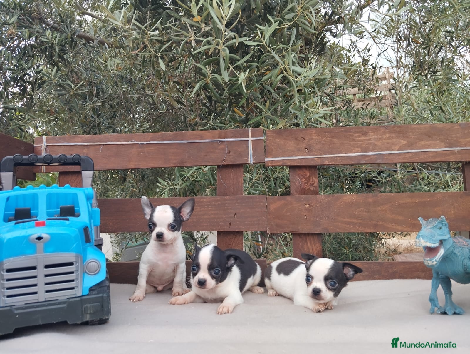 Chihuahua perros CHIHUAHUAS TOYS 🥰🥰🥰 - Anuncio 2