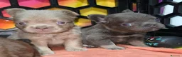 Bulldog Francés perros en venta: Fluffys y big rope bulldog  - Anuncio 12
