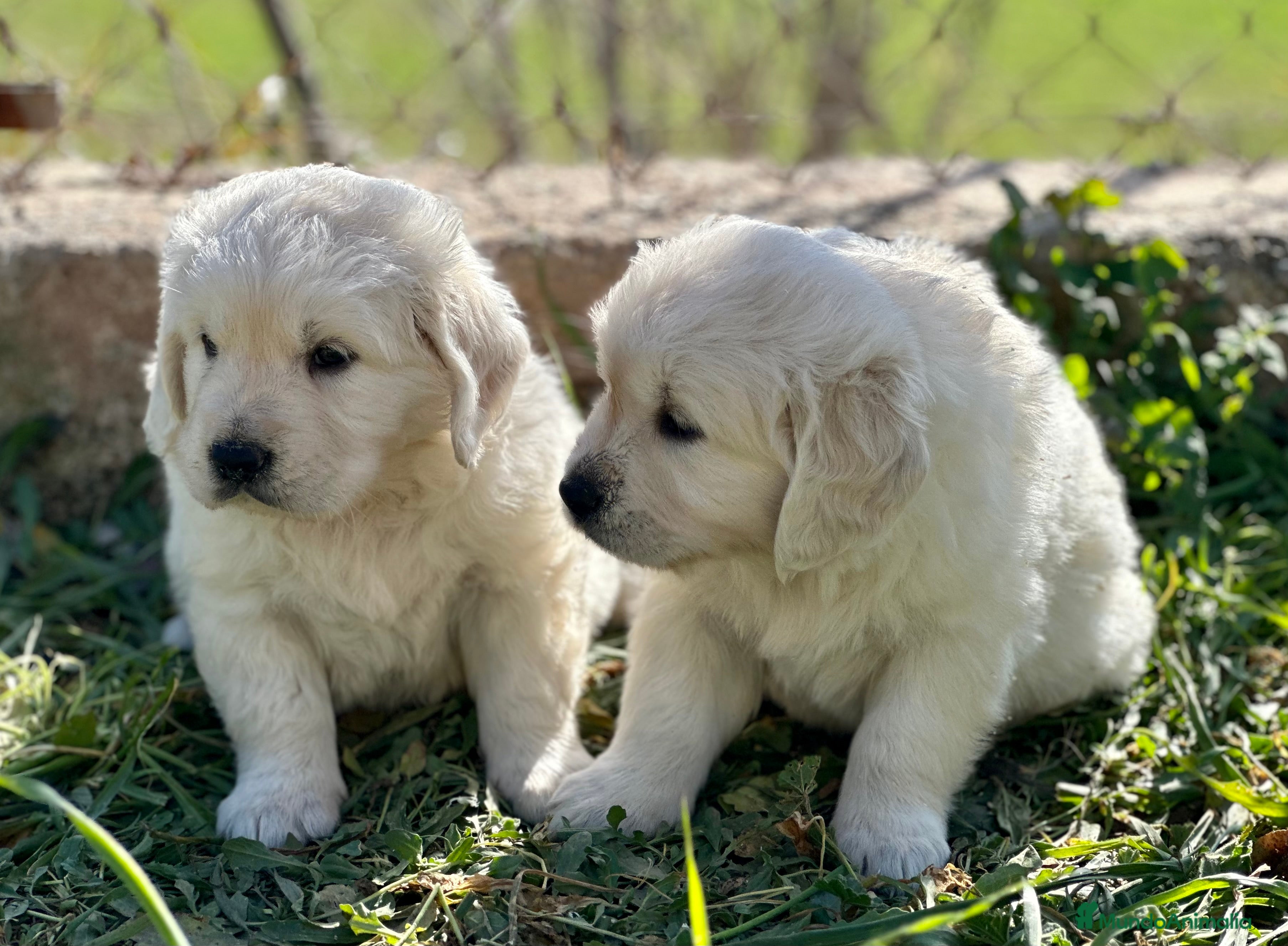 Golden Retriever perros GOLDEN MACHO NACIONAL en Barcelona - Anuncio 2