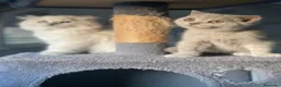 Scottish Fold gatos en venta: camada de scottis fold longhair y shorthair - Anuncio 4
