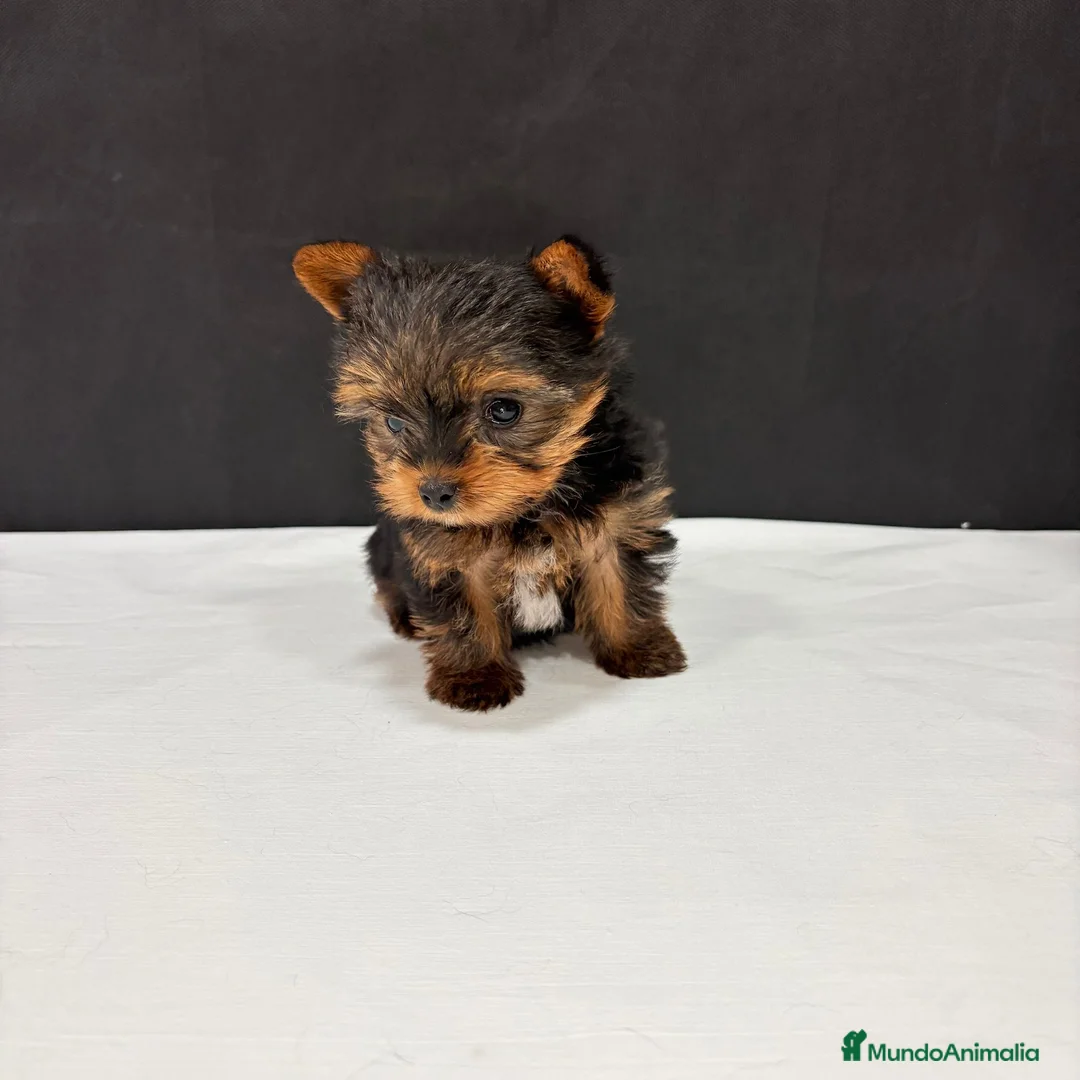 Yorkshire Terrier perros en venta: Yorkshire terrier  - Anuncio 31