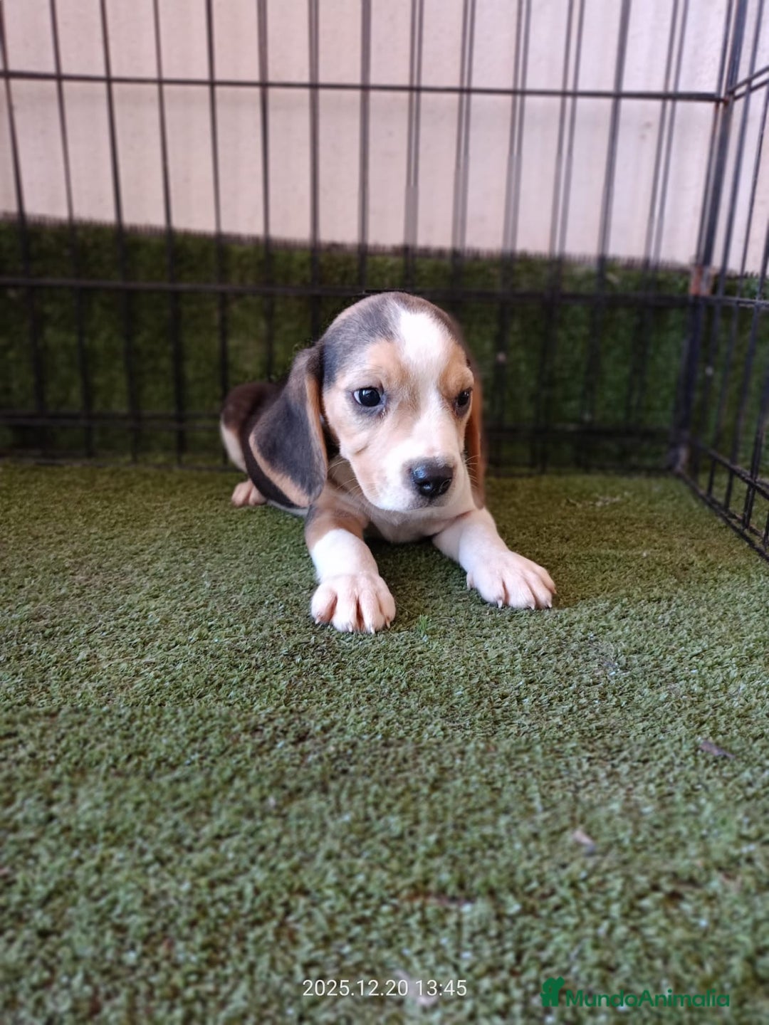 Beagle perros en venta: BEAGLE - Anuncio 1