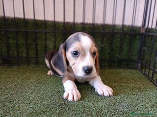 Beagle perros BEAGLE - Anuncio 35