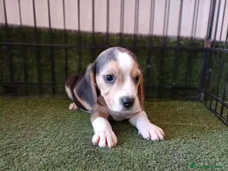 Beagle perros BEAGLE - Anuncio 3