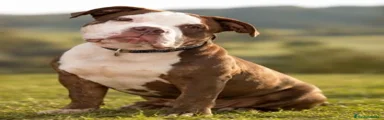 American Bully 1