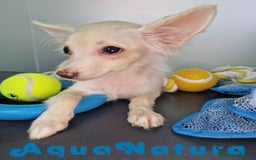 Pomchi perros en venta: Pomchi Hembra 1756 AQUANATURA - Imagen 5