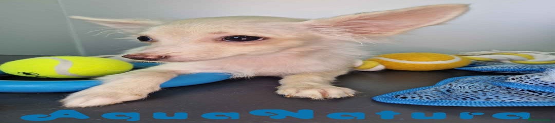 Pomchi