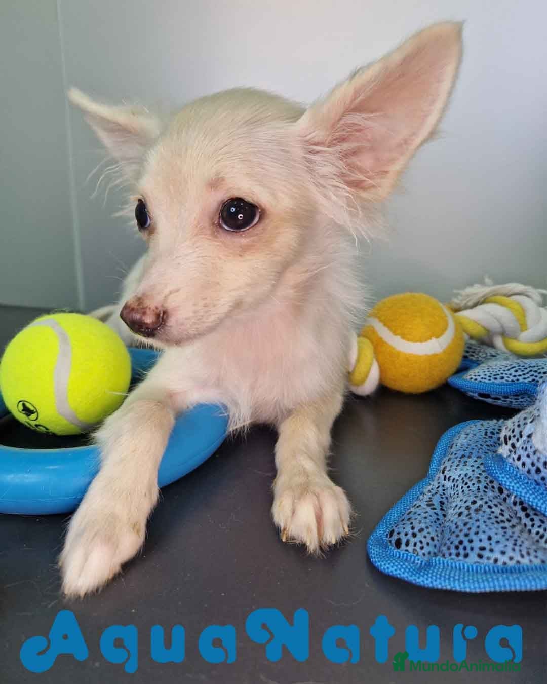 Pomchi perros en venta: Pomchi Hembra 1756 AQUANATURA - Imagen 5