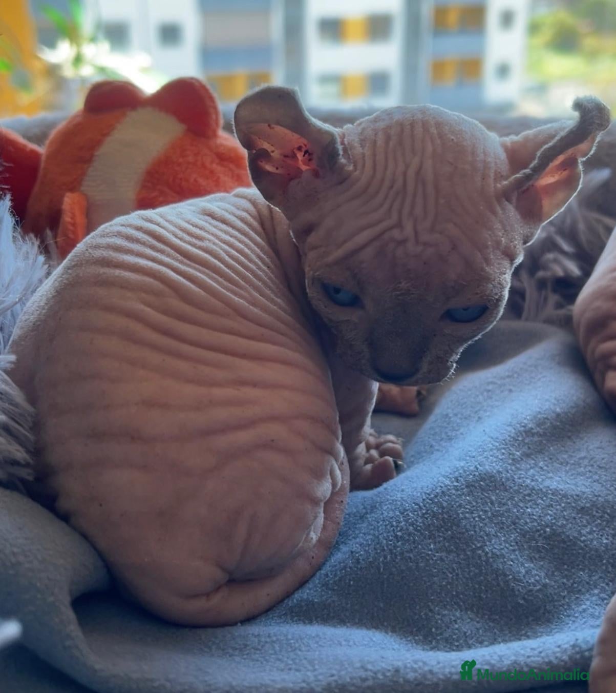 Sphynx gatos  Dwef hembra exclusiva - Anuncio 5