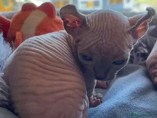 Sphynx gatos Dwef hembra exclusiva - Anuncio 5